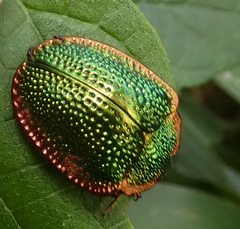 Polychalca punctatissima