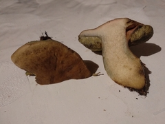 Hortiboletus engelii