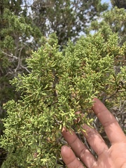 Juniperus californica