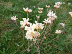 Armeria maritima maritima