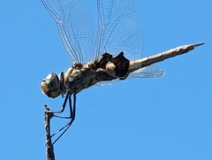 Tramea loewii