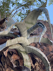 Agave sobria
