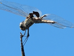 Tramea loewii
