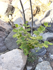 Malpighia diversifolia