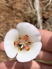 Calochortus venustus