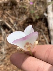Calochortus venustus