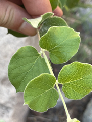 Malpighia diversifolia