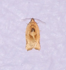 Argyrotaenia polvosana