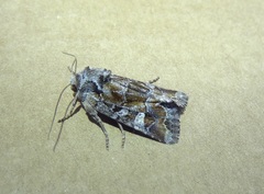 Apamea amputatrix