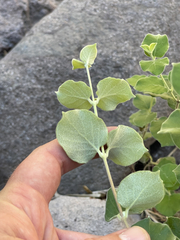 Malpighia diversifolia