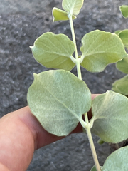 Malpighia diversifolia