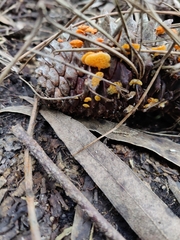 Favolaschia calocera