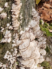 Trichaptum biforme