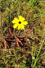 Coreopsis floridana