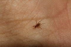 Hippoboscoidea