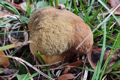 Suillellus queletii