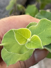 Malpighia diversifolia