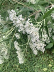 Eupatorium serotinum