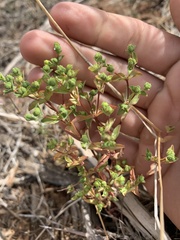 Euphorbia spathulata