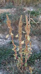 Amaranthus retroflexus retroflexus