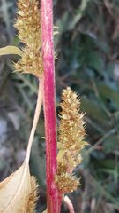 Amaranthus retroflexus retroflexus