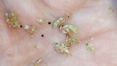 Amaranthus retroflexus retroflexus