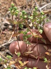 Euphorbia spathulata