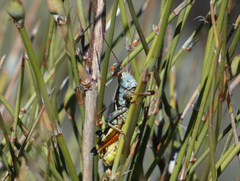 Melanoplus eumera