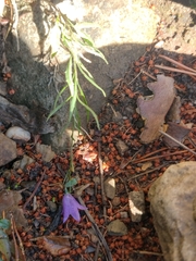 Campanula scheuchzeri