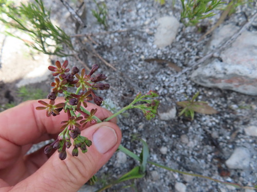Image of Codonorhiza micrantha by (c) linkie, some rights reserved (CC BY)