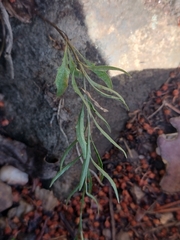 Campanula scheuchzeri