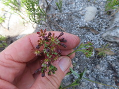 Codonorhiza micrantha