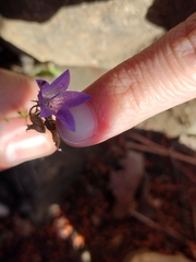 Campanula scheuchzeri
