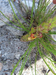 Alectra sessiliflora