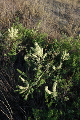 Spiraea hypericifolia