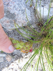 Alectra sessiliflora