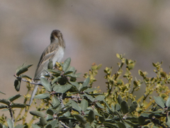 Spizella passerina