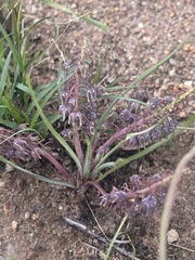 Ledebouria leptophylla