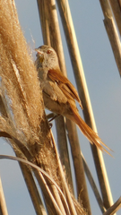 Limnoctites sulphuriferus