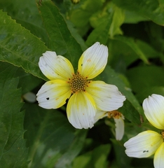 Bidens aurea