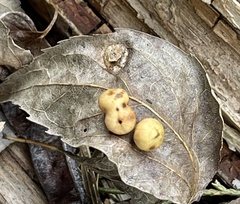 Pachypsylla celtidismamma