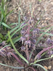 Ledebouria leptophylla