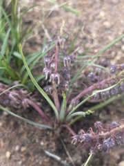 Ledebouria leptophylla