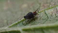 Aphis
