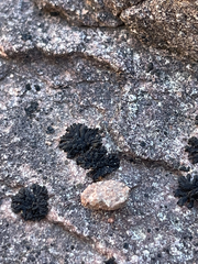 Lichinaceae