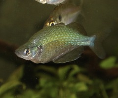 Glossolepis wanamensis