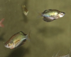 Glossolepis wanamensis
