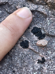 Lichinaceae