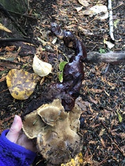 Ganoderma oregonense