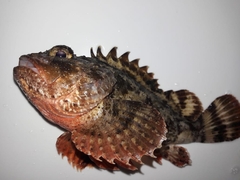 Scorpaena porcus